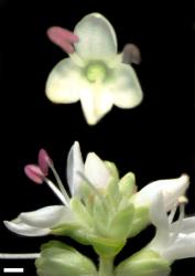 Veronica buchananii. Flowers. Scale = 1 mm.
 Image: W.M. Malcolm © Te Papa CC-BY-NC 3.0 NZ
